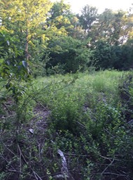 Glade in Trees