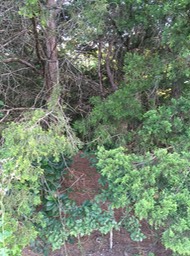 Thick Underbrush